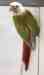 Conure