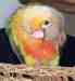 Conure