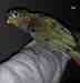 Conure