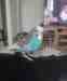 Budgerigar