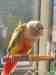 Conure