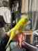 Budgerigar