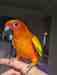 Conure