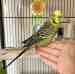 Budgerigar