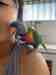 Lory / Lorikeet