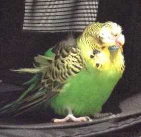 Found Budgerigar