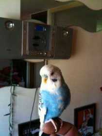 Found Budgerigar