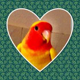 Found Lovebird