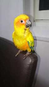 Found Conure