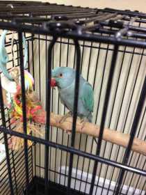 Found Indian Ringneck Parakeet