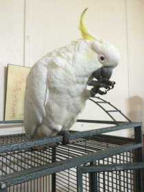 Found Cockatoo