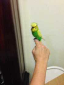 Found Budgerigar