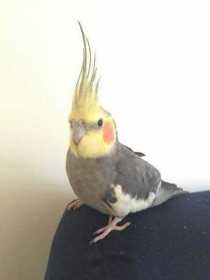 Found Cockatiel