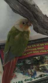 Found Conure