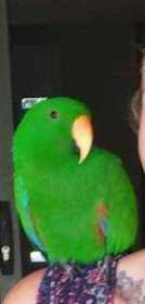 Found Eclectus