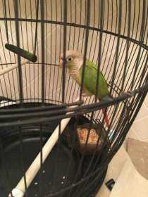 Found Conure