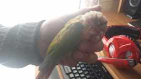 Found Conure