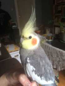 Found Cockatiel