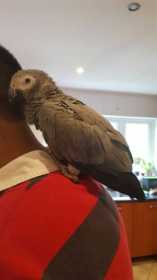 Found African Grey