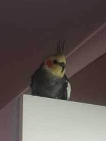 Found Cockatiel