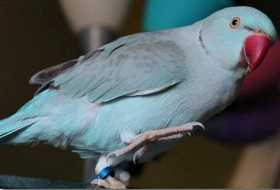 Found Indian Ringneck Parakeet