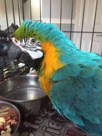 Found Macaw