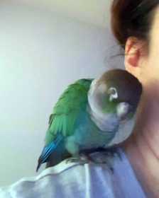 Found Conure