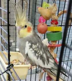 Found Cockatiel