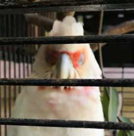 Found Corella Cockatoo