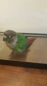 Found Conure