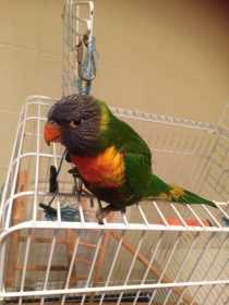 Found Lory / Lorikeet