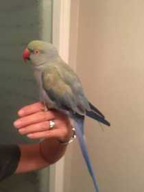 Found Indian Ringneck Parakeet