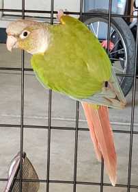 Found Conure