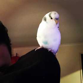 Found Budgerigar