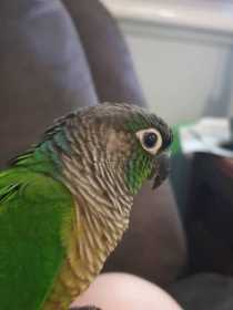 Found Conure