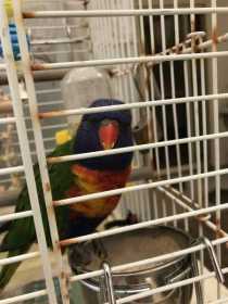 Found Lory / Lorikeet