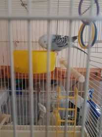 Found Budgerigar