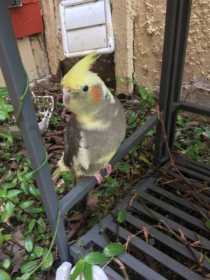 Found Cockatiel