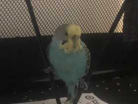 Found Budgerigar