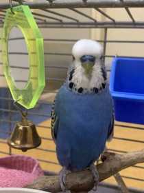 Found Budgerigar