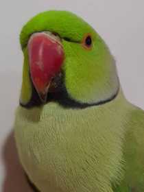 Found Indian Ringneck Parakeet