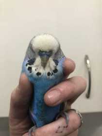 Found Budgerigar