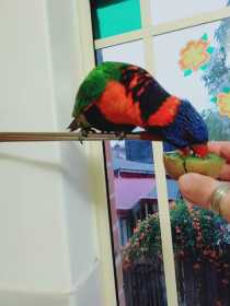 Found Lory / Lorikeet