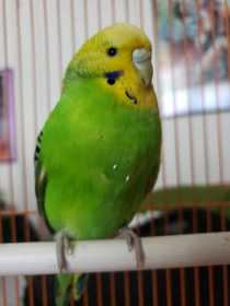 Found Budgerigar