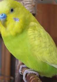 Found Budgerigar