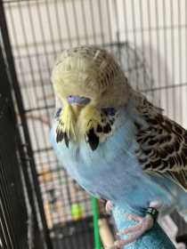 Found Budgerigar