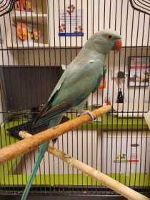 Found Indian Ringneck Parakeet