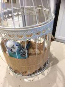 Found Budgerigar