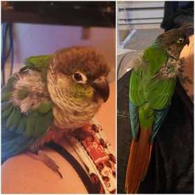 Found Conure