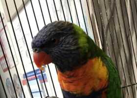 Found Lory / Lorikeet